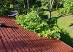 Removing tree limbs for roofing maintenance